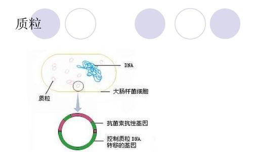 基因表达与载体——从基础到应用